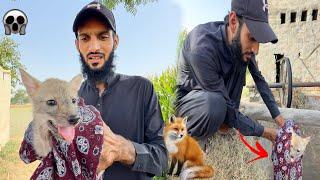 Fox Baby Ko Rescue Kr K Mini Zoo Main Ly Aiye 