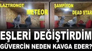 Uzun Metrajlı Güvercinlerin Eşlerini Değiştirdim. Güvercin Neden Kavga Eder?