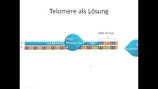 Chrashkurs Genetik - Prozesse 1a - Telomere