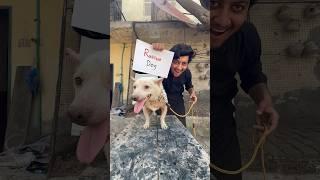 Boiled Doggy P-3 #rescue #shorts #shortvideo #viral