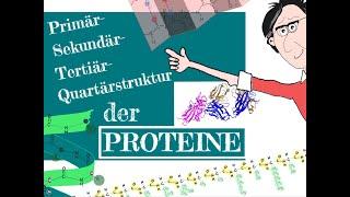 Die Primär- Sekundär- Tertiär- Quartärstruktur der Proteine