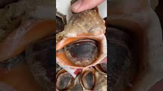 Big Conch #Snail Cats Eye Conch #Snail We are serious about eating seafood