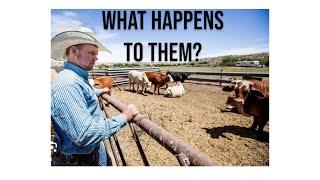 What happens with the cattle we Rope?