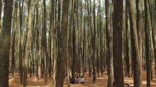 Hutan Pinus Mangunan