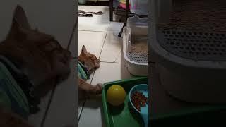 Jojo lagi main bola #breaking_news #automobile #dj #hiphop #kucing