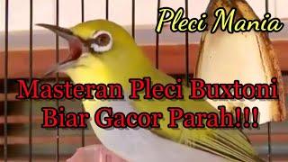 Masteran Pleci Buxtoni Biar Gacor Parah