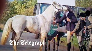 Woman found not guilty of animal cruelty after kicking and slapping horse