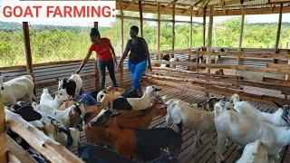 How To SUCCEED In GOAT Farming Business With Low Investment