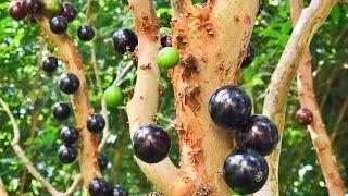Jaboticaba Brazilian Tree Grape   How To Grow It  Why To Love It