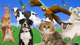 Cute animals around us - Cat Dog Duck Otter Cow Squirrel Parrot - Animal sounds