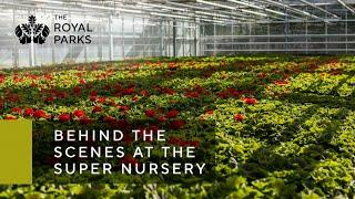 Behind the scenes at The Royal Parks Super Nursery in Hyde Park