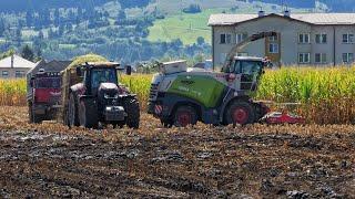 Maize silage in mud with Claas Jaguar 850 Case IH Optum & 4x Tatra 815