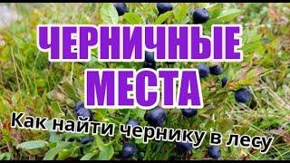 ГДЕ СОБИРАТЬ ЧЕРНИКУ. Черничные места. Как найти Чернику в лесу. СБОР ЧЕРНИКИ В БЕЛАРУСИ 2021