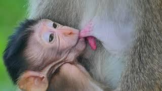 Very Nice Video of Breastfeeding...Sweetly The Chubby Newborn Baby Monkey Getting Breastfeed