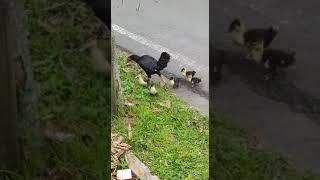 Mother hen adopts ducklings in Magelang - cute animal video