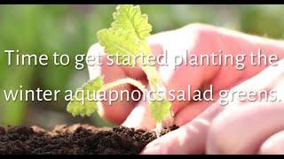 Planting Aquaponics Winter Salad Greens