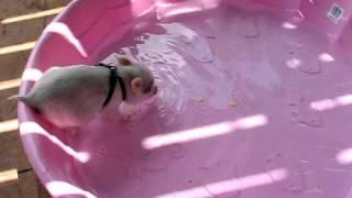 Hamlet the Mini Pig - Jumps in Pool