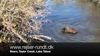 Bears Taylor Creek Lake Tahoe