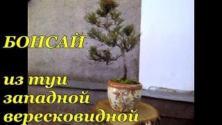 Bonsai arborvitae vereskoviy. Transplanting from the open ground to the container
