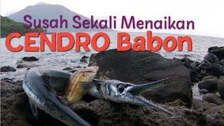 Mancing Sore Strike Cendro Babon  Marlin KW Landed Pakai Minnow Sinking 6 Gram