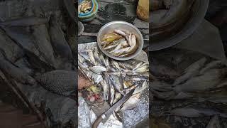 hasil mancing ikan baung saat air mulai surut