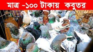 মাত্র  ১০০ টাকায়  কবুতর  kobutor hat 2022  pigeon market in bangladesh  saroliya kobutor hat