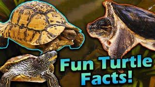 Meet all of our Turtles Fun facts time