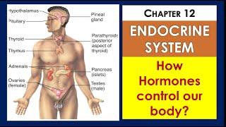 the Endocrine System explanation chapter 12 class 10th biology