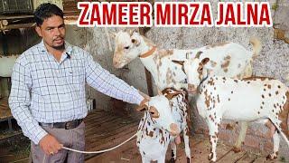 Zameer Bhai ke Barbari goats collection at Jalna Maharashtra