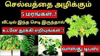 செல்வத்தை அழிக்கும் 5 மரங்கள் உடனே வேரோடு பிடுங்கி எறிந்து விடுகின்றன.  Vastu டிப்ஸ்