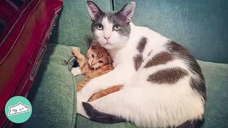 Grandpa Cat Becomes Best Foster Dad For New Kittens  Cuddle Buddies