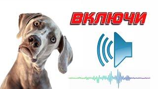 ️Щенок скулит Собака ищет Звуки для вашего питомца  Puppy whines Dog looks for sounds for your pet