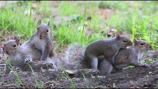 Mating Palm Squirrels  Squirrel Collection 4K ULTRA HD TV