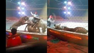 A tiger and a lioness attack a horse in a circus 2018