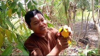 MIKAT BURUNG CUMA DIBELAKANG RUMAH TERNYATA DAPAT BURUNG MEWAH