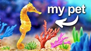 I Built a Coral Reef for my pet seahorse