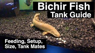 Senegal Bichir Care Guide - Feeding & Size