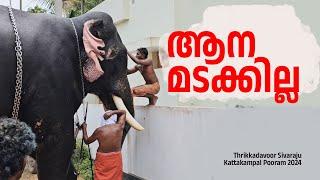 ആന മടക്കില്ല Thrikkadavoor Sivaraju  Kattakampal Pooram 2024  #thrikkadavoorshivaraju