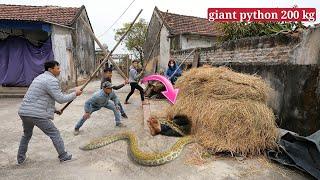 Two 70-year-old grandparents bravely faced a 200 kg giant snake