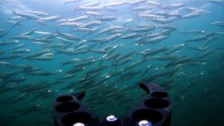 School of fish showed up - Underwater drone