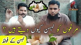 Benefits Of Feeding Garlic To Chickens  Murgi Ko Lahsun Khane Ke Fayde