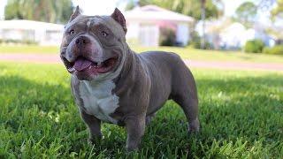 Venom The $500000 American Bully