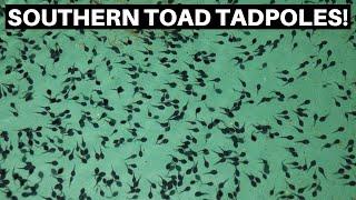 Southern Toad Tadpoles Eating Fish Flakes - Benjamins Exotics