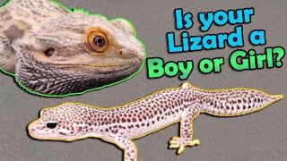 How to Sex Bearded Dragons and Leopard Geckos