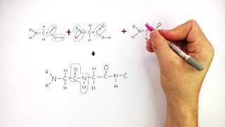 Making Polypeptides & Proteins From Amino Acids  GCSE Chemistry 9-1  kayscience.com