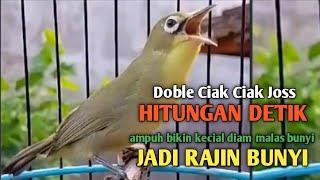 CIAK DOBLE JOSS KECIAL KUNING GACOR  ampuh buat pancingan jadi kan kecial cepat gacor rajin bunyi