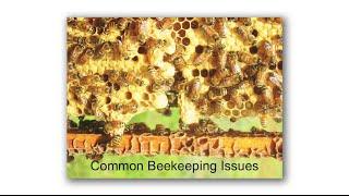 Michael Bush Common Beekeeping Issues