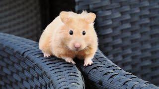 A Curious Day Out for Cute Hamsters