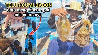 MANCING DI SARANGNYA CUMI CUMI UKURAN BABON‼️