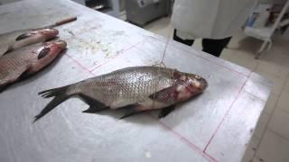 Обучение технологии производства рыбы